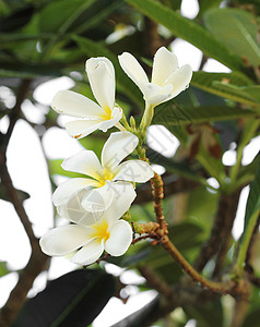 白的和黄的freangipani花朵 夏天图片