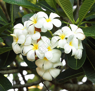 白的和黄的freangipani花朵 植物群图片