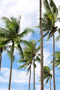 椰椰子棕榈树群 丛林 旅游 云 自然 叶子 热带图片