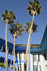 蓝楼旁边的天空中的棕榈树背景图片