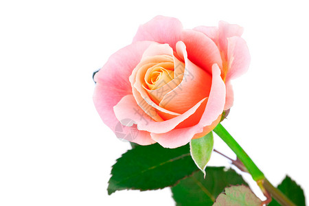 粉红玫瑰 白白与叶子隔绝 夏天 念日 开花 花背景图片