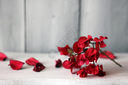 红花花 植物 自然 浪漫 春天 浪漫的 花店 装饰风格图片