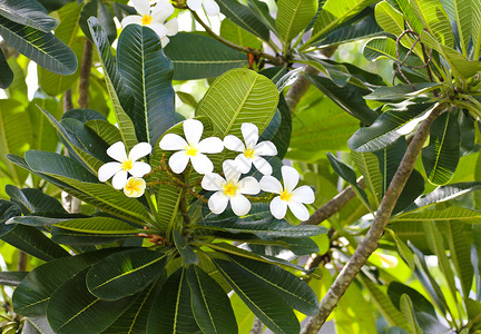 热带花朵的支部 管道 温泉 季节 户外的 鸡蛋花背景图片