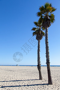 圣莫妮卡海滩 旅行 海岸 假期 美丽的 热带 洛杉矶 户外背景图片