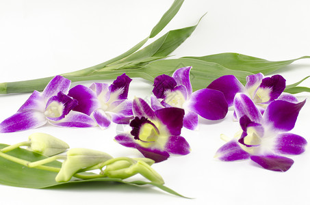 美丽的兰花 紫色 花瓣 植物 花朵 盛开 花束 情人节图片