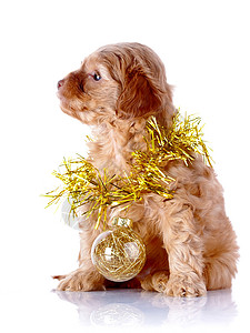玩新年球的小狗和小狗 装饰风格 犬类 圣诞节 毛茸茸图片