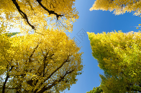 青木树对着蓝天 假期 青山 寺庙 银杏树 美丽的 天空 建筑图片