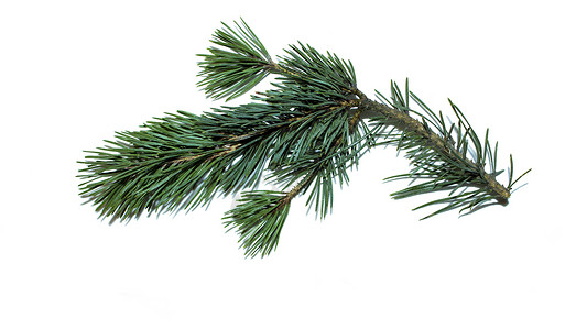 松 松树 绿色的 绝缘 模糊 圣诞节 冷杉 一颗树背景图片
