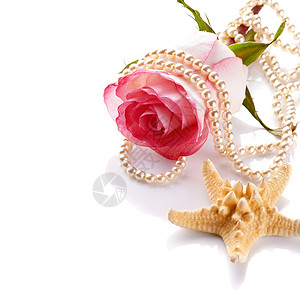 粉红玫瑰 有珍珠珠和海星背景图片