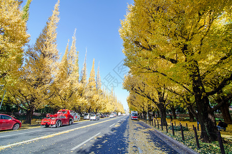 Ginkgo树林大道 朝明治纪念石木道走去高清图片