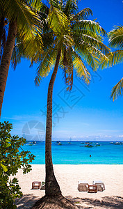 在奇异岛沙滩上的椰子棕榈树 异国情调 草 叶子 阳光图片
