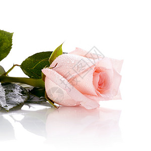粉红玫瑰的芽 脆弱性 礼物 花束 假期 惊喜 植物背景图片