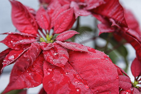 鲜花 关闭 圣诞节 十二月 滴水 盛开 绿色的 假期 植物背景图片