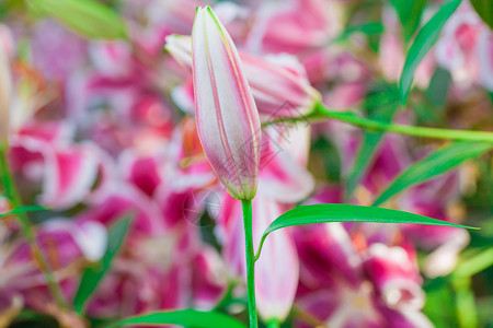 美丽的粉红百合 花底背景图片