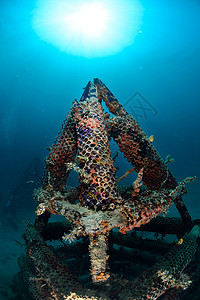 马来西亚卡帕莱马布尔的人工珊瑚礁 游泳 鳍背景图片