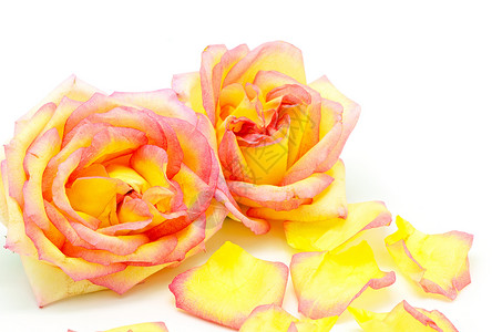 粉红玫瑰花 花束 花瓣 盛开 花园 开花 黄色的 美丽的背景图片