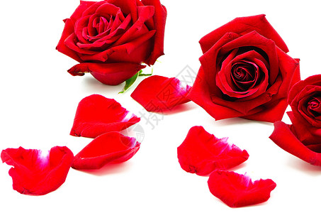 孤立的红玫瑰 礼物 新鲜的 花束 美丽 自然 红色的背景图片
