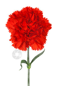 红色 植物 朱红 美丽 猩红 粉色的 绿色的 花的背景图片
