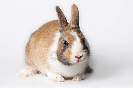 小家养兔子 小狗 哺乳动物 自然 甜的 胡须 脊椎动物 头发背景图片