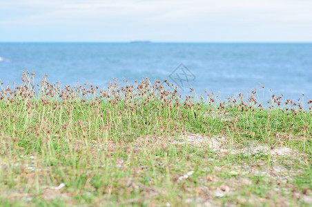 海边的青草 海洋 蓝色的 沙丘 海岸线 旅行 天空 海岸背景图片