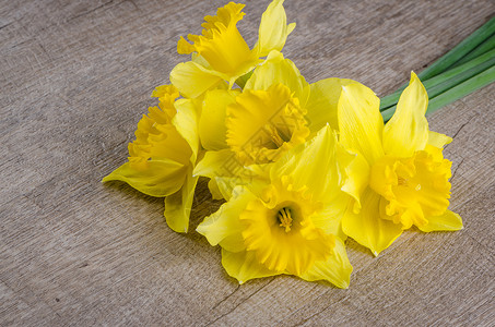 珍奎罗花 发芽 季节性的 花的 百合 精美的 开花 庆典背景图片