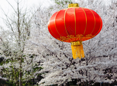 椭圆形灯笼灯笼 浪漫的 春天 温暖的 运气 墙纸 快乐的 唐人街 工艺 风俗背景