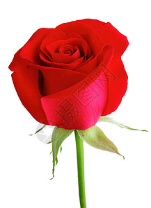 红玫瑰 开花 花 红色的 叶子 庆祝 爱背景图片