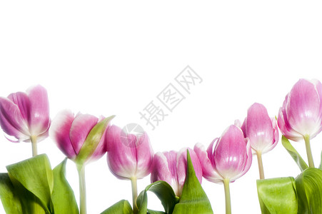 粉红色郁金花 迷人的 花瓣 玫瑰 美丽的 植物 自然 剪裁背景图片