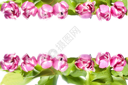 粉红色郁金花 玫瑰 美丽 春天 假期 华丽的 爱 粉色的背景图片