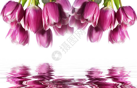 粉红色郁金花 花瓣 自然 假期 玫瑰 开花 剪裁背景图片