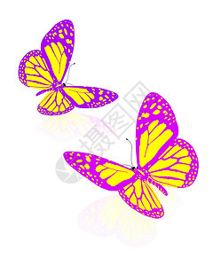 美丽的蝴蝶 春天 展示 信 翅膀 绿色的 五颜六色的蝴蝶图片