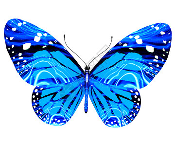 美丽蝴蝶 白色的 翅膀 春天 蓝色的 动物 收藏 魅力 黑色的图片