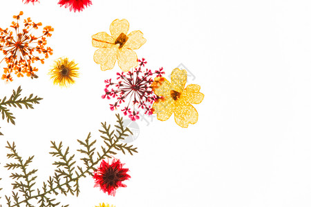 夏花 芽 情人节 植物 植物标本馆 红色的 春天 白色的背景图片