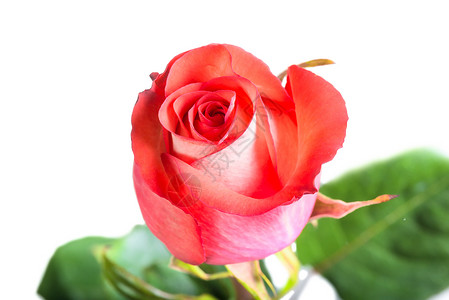 美丽新鮮玫瑰芽封装背景图片