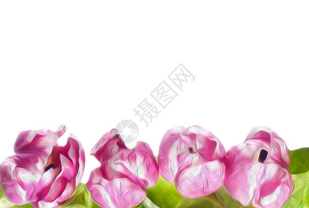 粉红色郁金花 春天 美丽的 假期 剪裁 花朵 植物背景图片