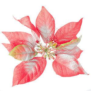 红圣诞勋章 季节性的 红色的 喜庆的 庆典 植物背景图片