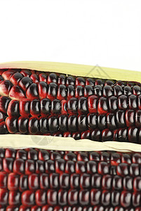 以红色和紫色收割玉米 牧场 植物 健康 感恩 蔬菜背景图片