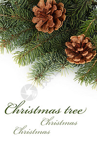 圣诞树在白色上被隔绝 冷杉 季节 装饰品背景图片