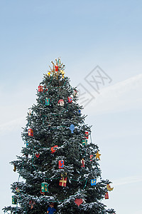 圣诞树 下雪的 装饰品 装饰的 枞树 假期 庆典 蓝色的背景图片