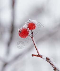 雪坑红龙皮 满是新鲜雪雪 冻结 庆典 十二月 森林 浆果背景