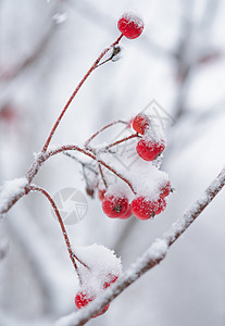 雪坑红龙皮 满是新鲜雪雪 植物 森林 覆盖 墙纸背景