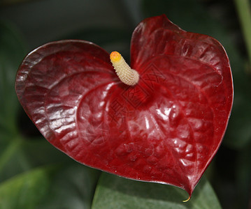 红火花花 白色的 宏观 热带 植物学 花园 开花背景图片