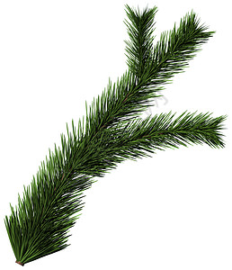 圣诞树fir 分支 季节 装饰风格 针叶树 枝条 标题背景图片