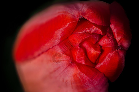 红郁金红色 情人节 爱 植物 郁金香 花朵 浪漫背景图片