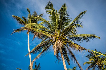 棕榈树与明蓝天空相对背景图片