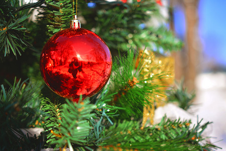 圣诞节装饰 冬天 绿色的 快乐的 树 冷杉 问候语 红色的背景图片