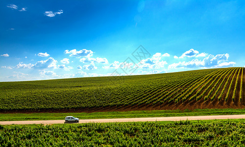 葡萄园景观 酒庄 罗马尼亚 藤蔓 爬坡道 假期 自然 旅行背景图片