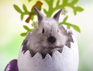 欢乐的复活节快乐 小兔子宝宝 春天多彩明亮的主题 婴儿 绿色的背景图片