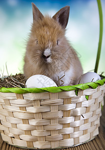 欢乐的复活节快乐 小兔子宝宝 春天多彩明亮的主题 垂耳背景图片
