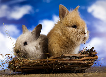 婴儿兔子 春季时多彩的亮光主题 动物 有趣的背景图片